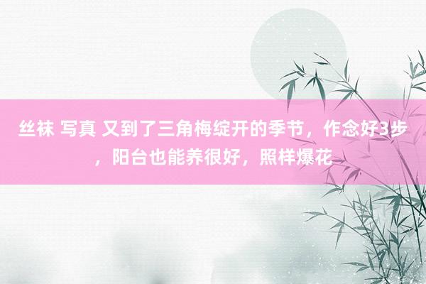 丝袜 写真 又到了三角梅绽开的季节，作念好3步，阳台也能养很好，照样爆花